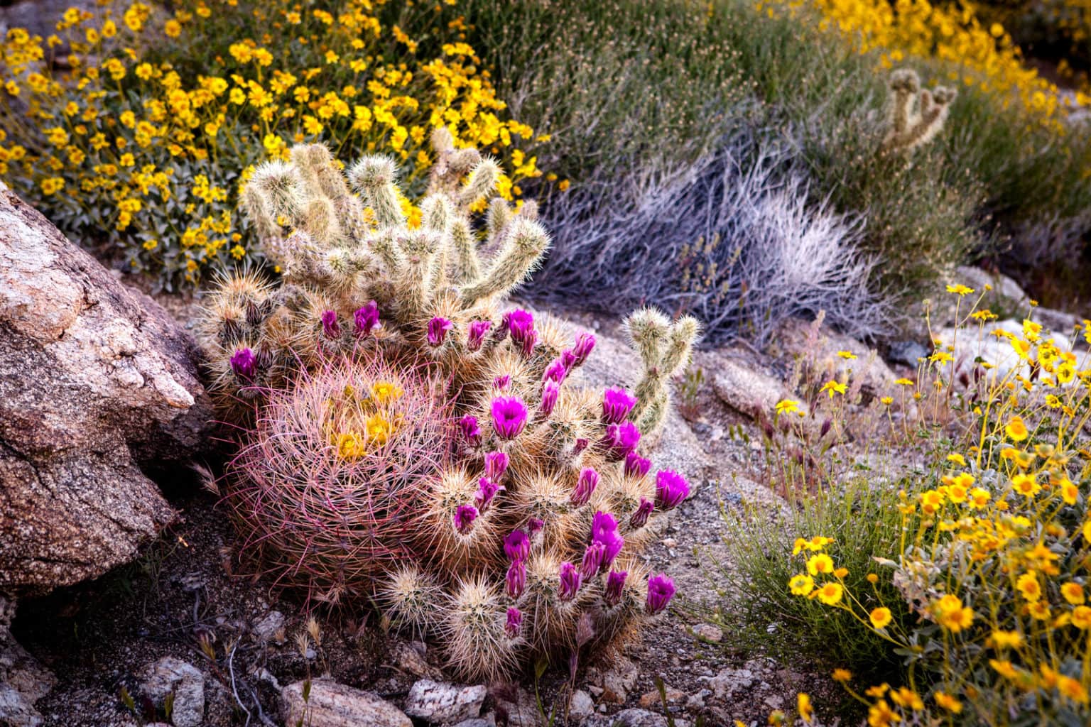 When do Cacti Bloom in Arizona?