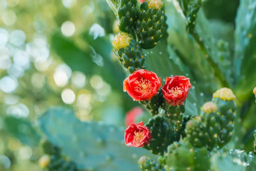 When do Cacti Bloom in Arizona? - Best Places to Visit in ...