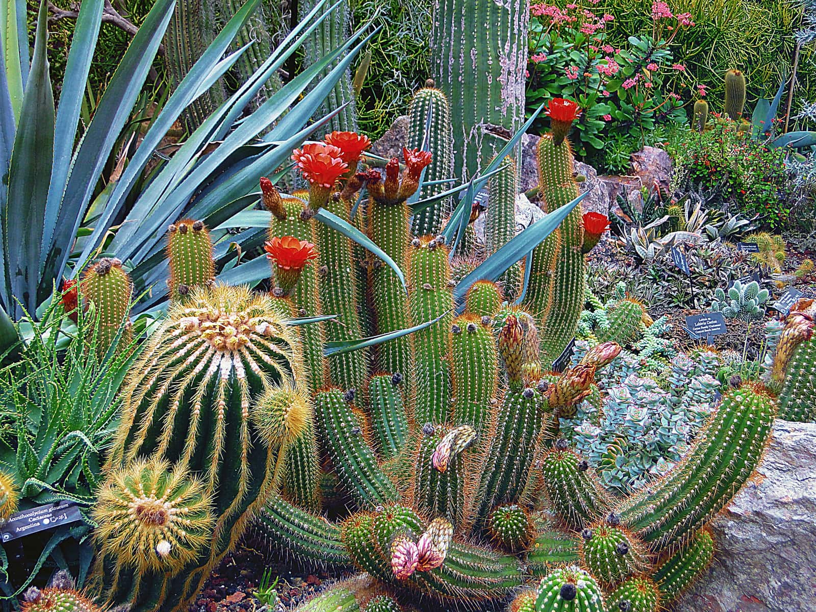 When Do Cacti Bloom In Arizona