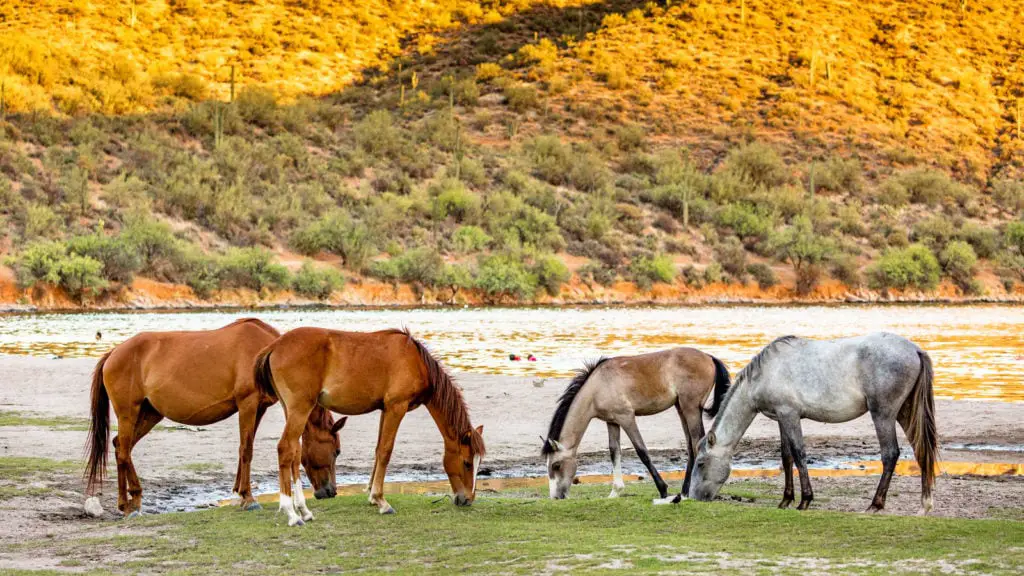 Wild horses along the salt river