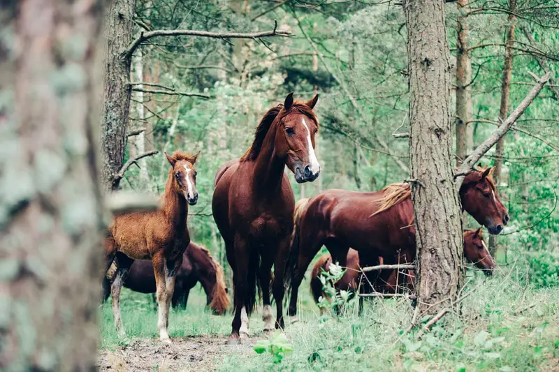 Wild horses walking in the forest.