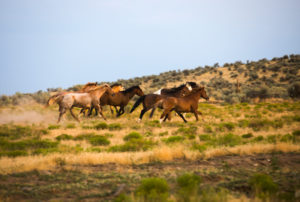 Are There Wild Horses in Arizona? - GoSeeAZ.com