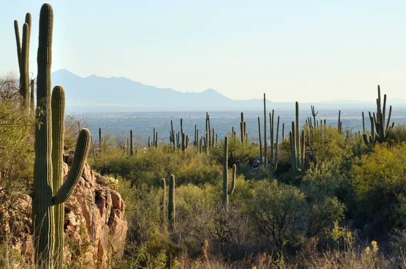 Saguaro cactus covered hills looking toward Tucson Arizona