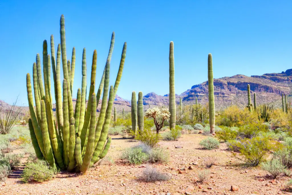 Cactuses in Organ Pipe Cactus National Monument.