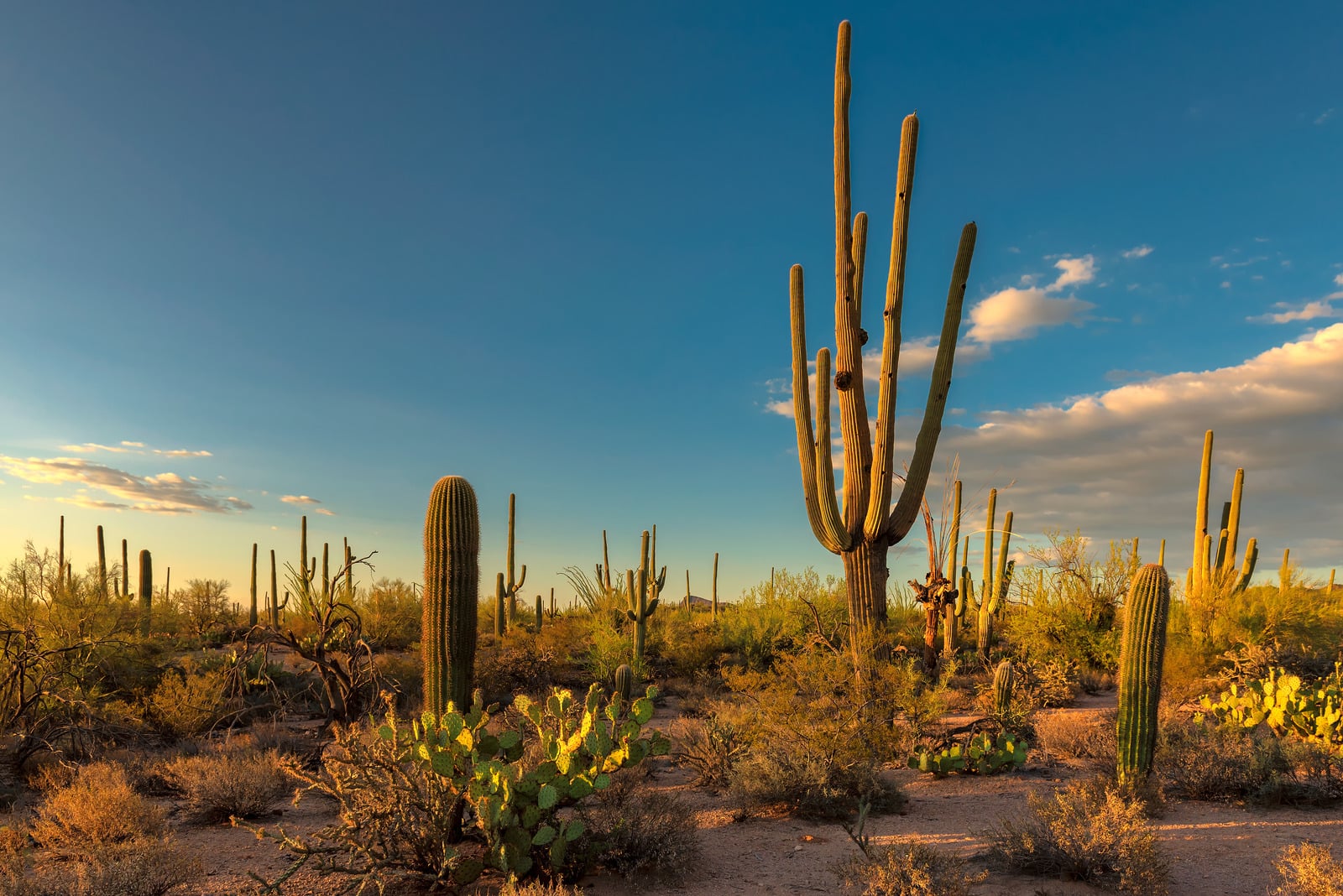 Complete Guide To Visiting Saguaro National Park 0049