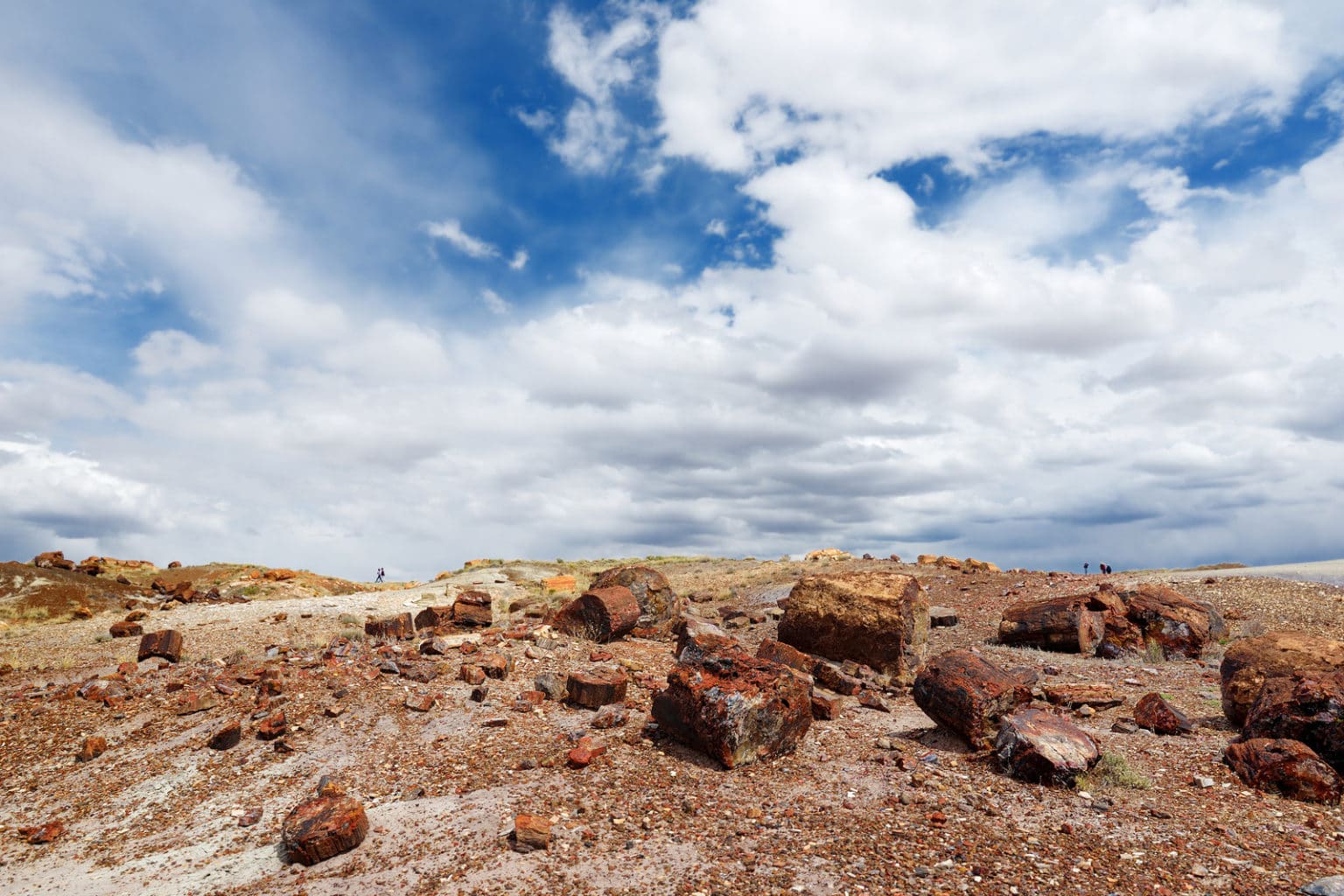 petrified wood forest