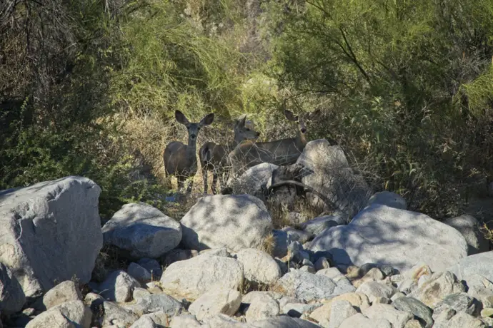 Mule Deer at White Tank Mountain